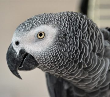 کاسکو _ معرفی جامع طوطی خاکستری(grey parrot) 1 کاسکو