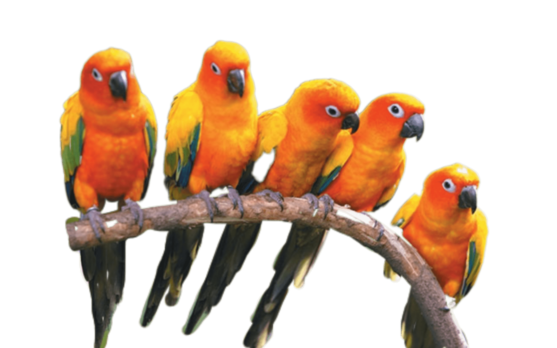 همه چیز درباره طوطی خورشیدی _ معرفی کامل(0 تا 100) سان کانور(Sun conure) 2 طوطی خورشیدی