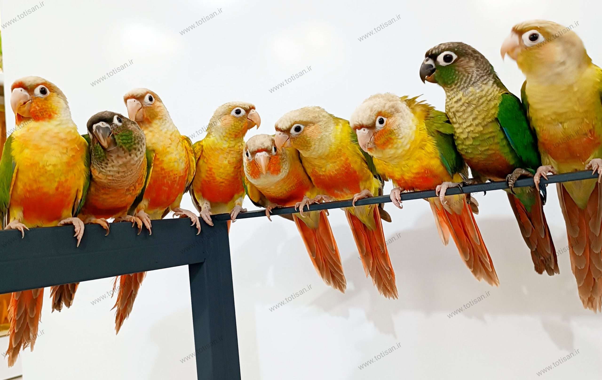 صفحه اصلی 41 گریچیک