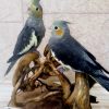 صفحه اصلی 50 عروس هلندی طوسی