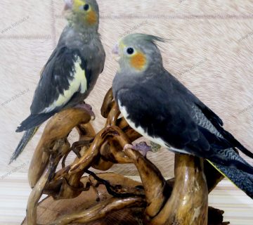 عروس هلندی طوسی