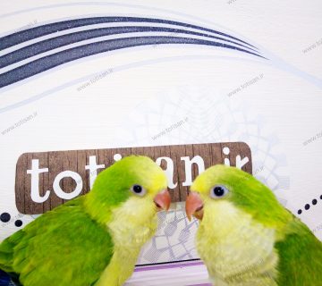 طوطی راهب سبز روشن