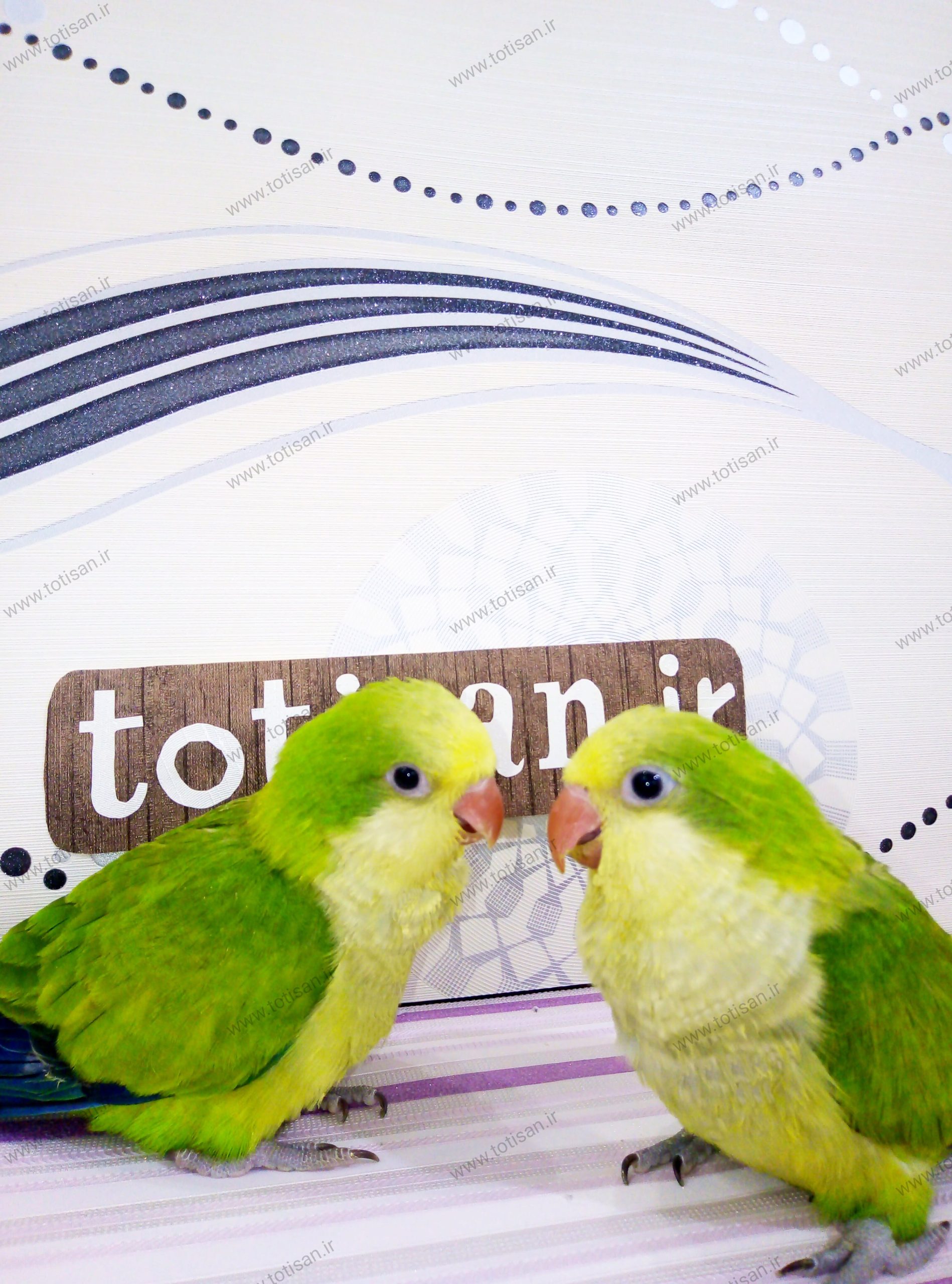 طوطی راهب _ معرفی جامع طوطی کواکر(quacker_parrot) 2 طوطی راهب سبز روشن