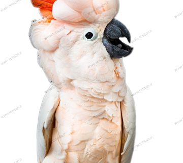 کاکادو ملوکان