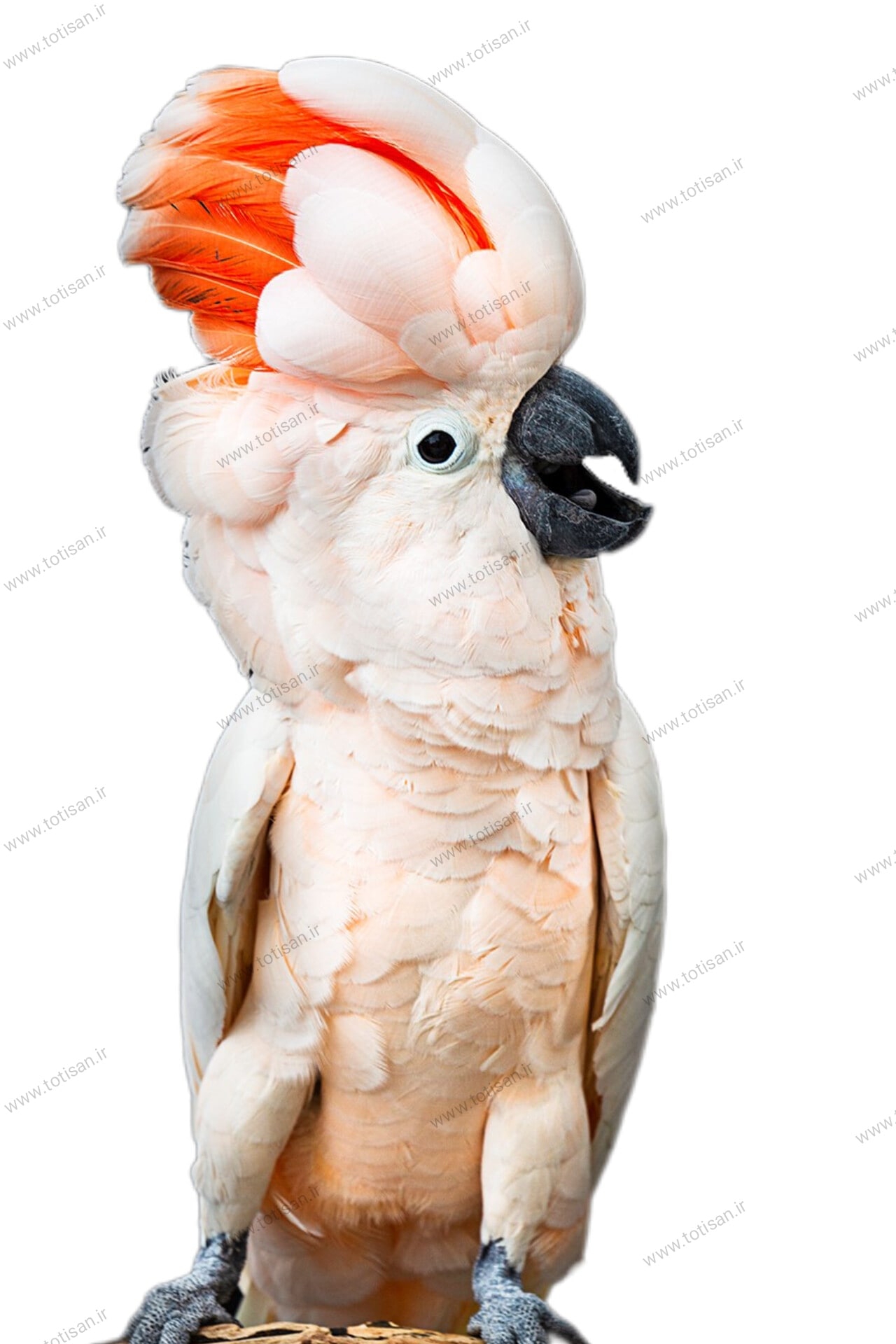 کاکادو ملوکان _ معرفی جامع moluccan cockatoo 3 کاکادو ملوکان