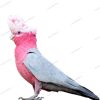 صفحه اصلی 44 کاکادو گالارز