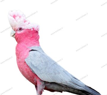 کاکادو گالارز _ معرفی کامل طوطی Galah 1 کاکادو گالارز