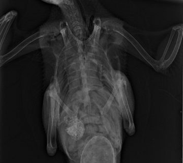 درمان فوری تخم پیچ شدن در پرندگان زینتی(0 تا 100 تخم ماندگی ) 7 تخم پیچ شدن