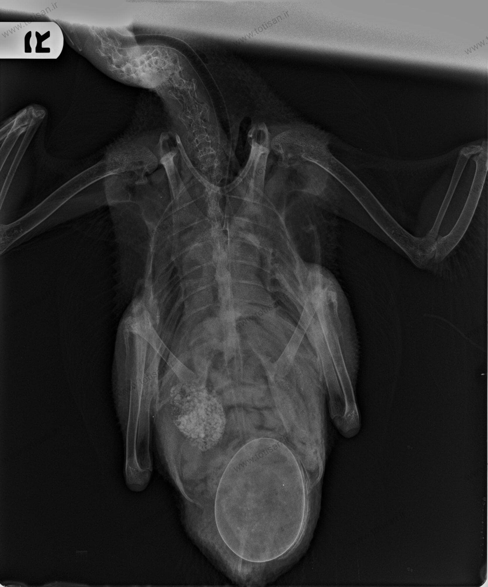 درمان فوری تخم پیچ شدن در پرندگان زینتی(0 تا 100 تخم ماندگی ) 1 تخم پیچ شدن