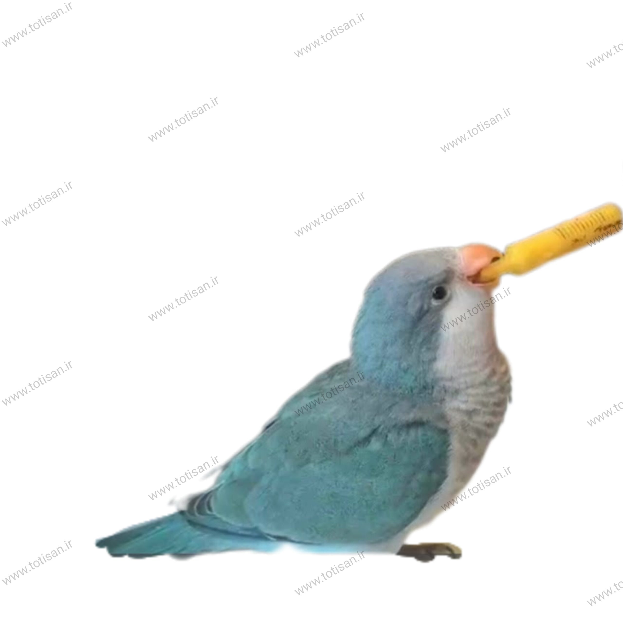 آموزش 0 تا100 نحوه سرلاک دادن به جوجه طوطی 5 سرلاک دادن به جوجه راهب