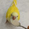 صفحه اصلی 51 سرلاک دادن به جوجه طوطی