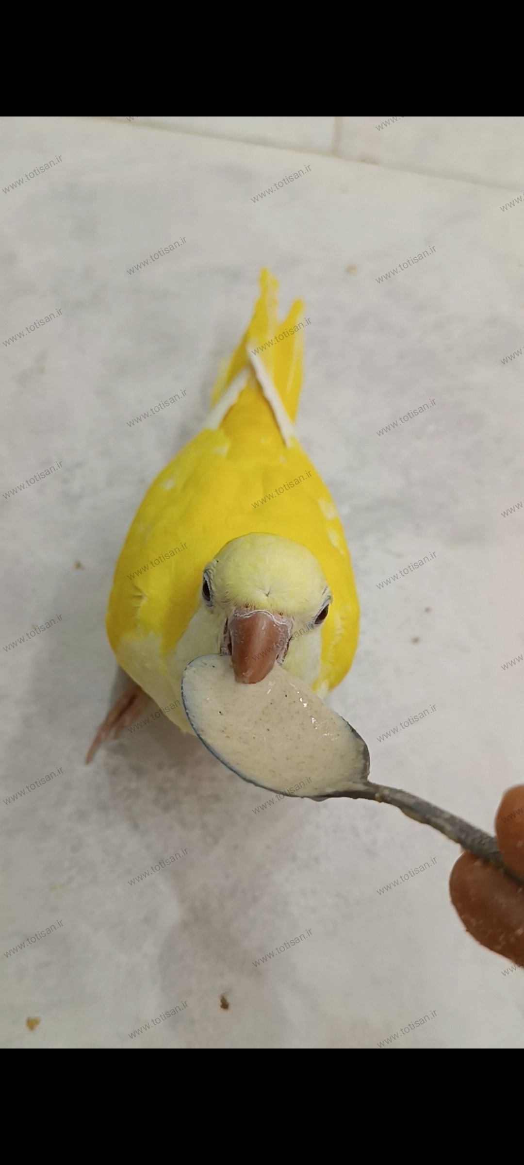 آموزش 0 تا100 نحوه سرلاک دادن به جوجه طوطی 3 سرلاک دادن به جوجه طوطی