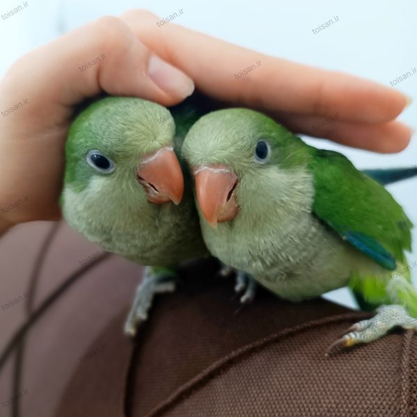 خرید کواکر سبز
